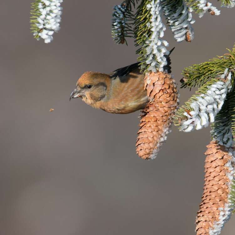 Vogel fängt Beute im Naturpark bei Oberstaufen.