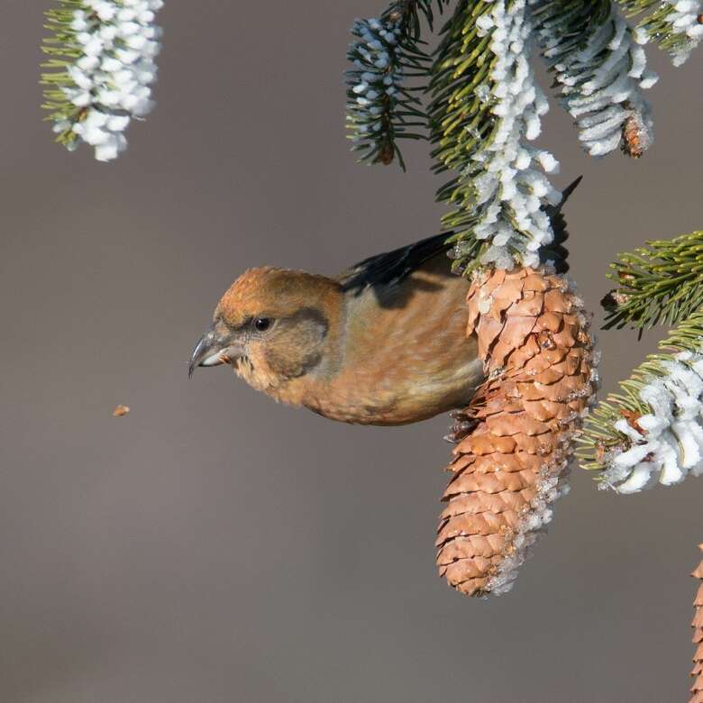 Ein Vogel sitzt auf einem Tannenzapfen bei der Futtersuche.