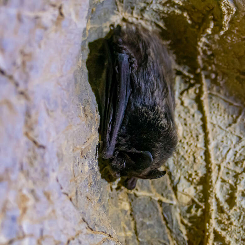 Eine Fledermaus hängt kopfüber an der Decke einer Scheune.