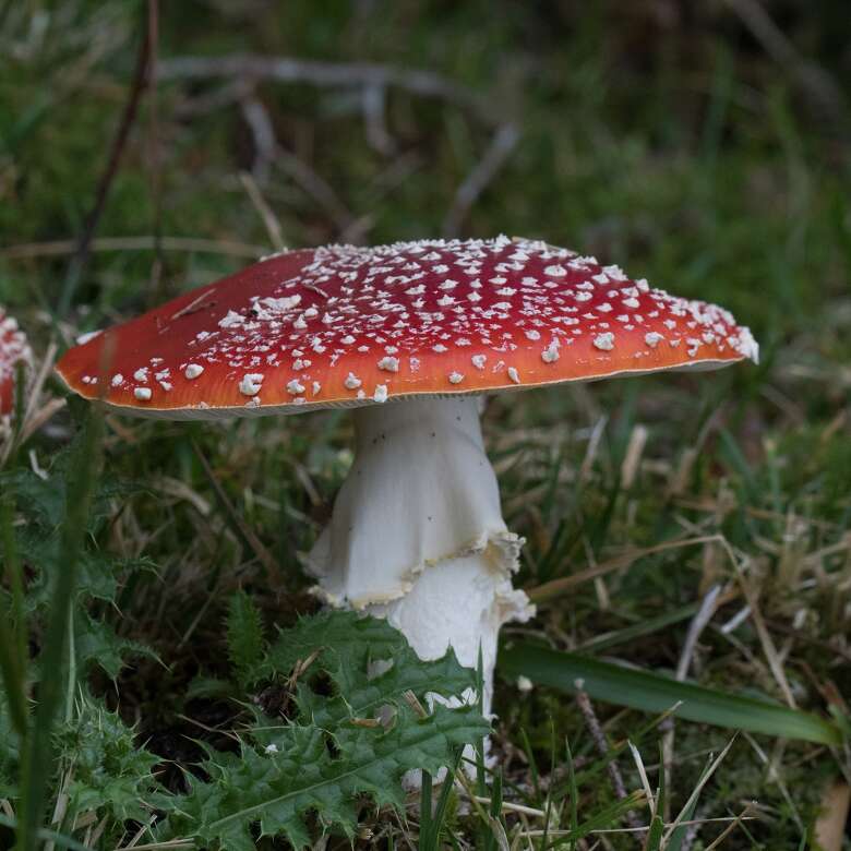 Fliegenpilz im Gras