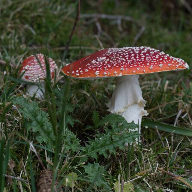 Pilze sammeln mit Köpfchen in Oberstaufen