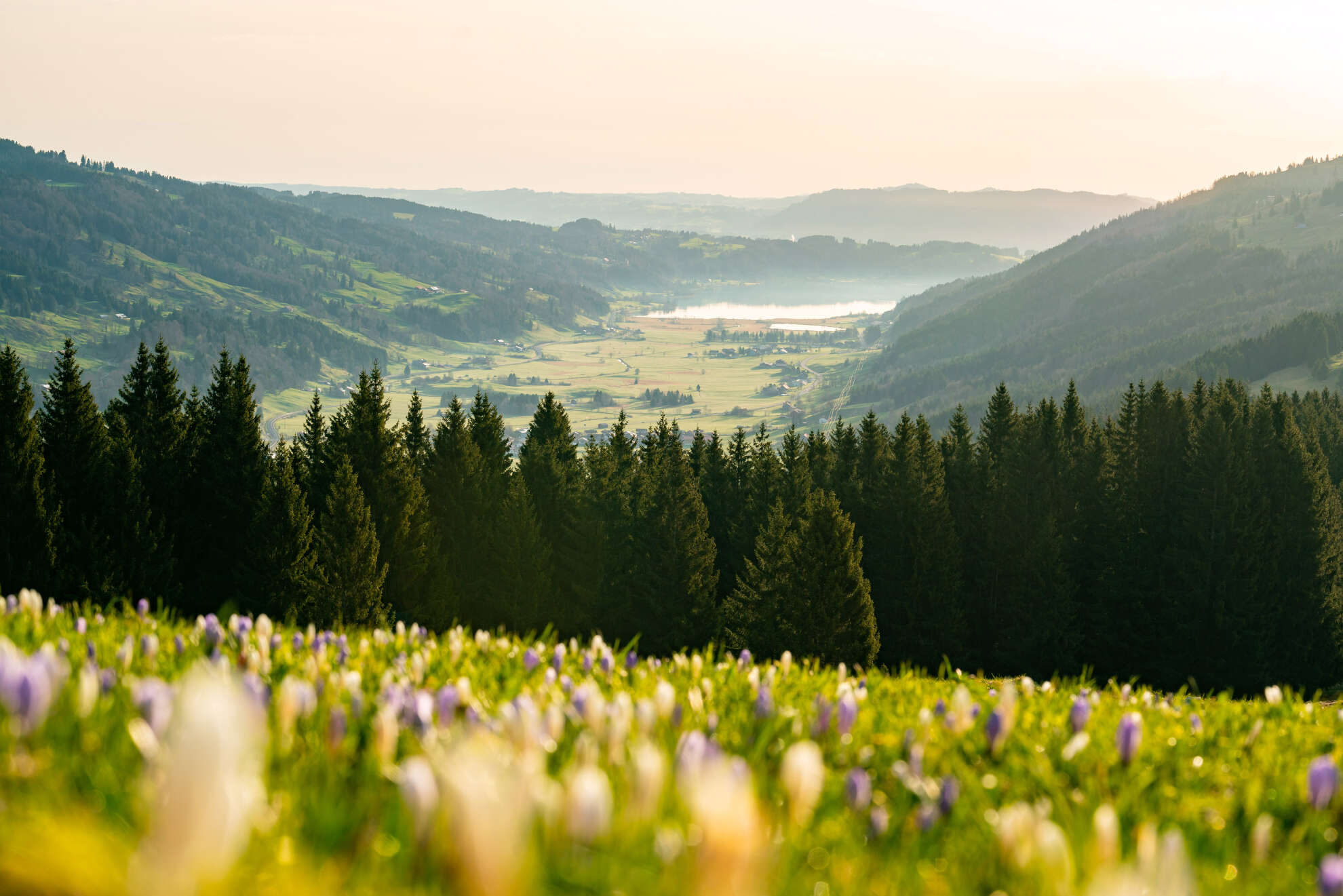 Entdecke die aufblühende Allgäuer Natur bei einem Frühlingswanderung durch die Krokusblütenfelder am Hündle in Oberstaufen.