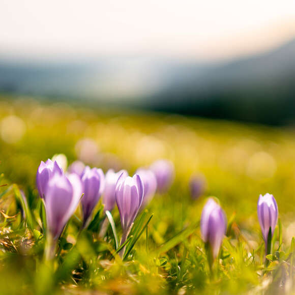 Touren zu den Krokussen am Hündle bei Oberstaufen im Allgäu.