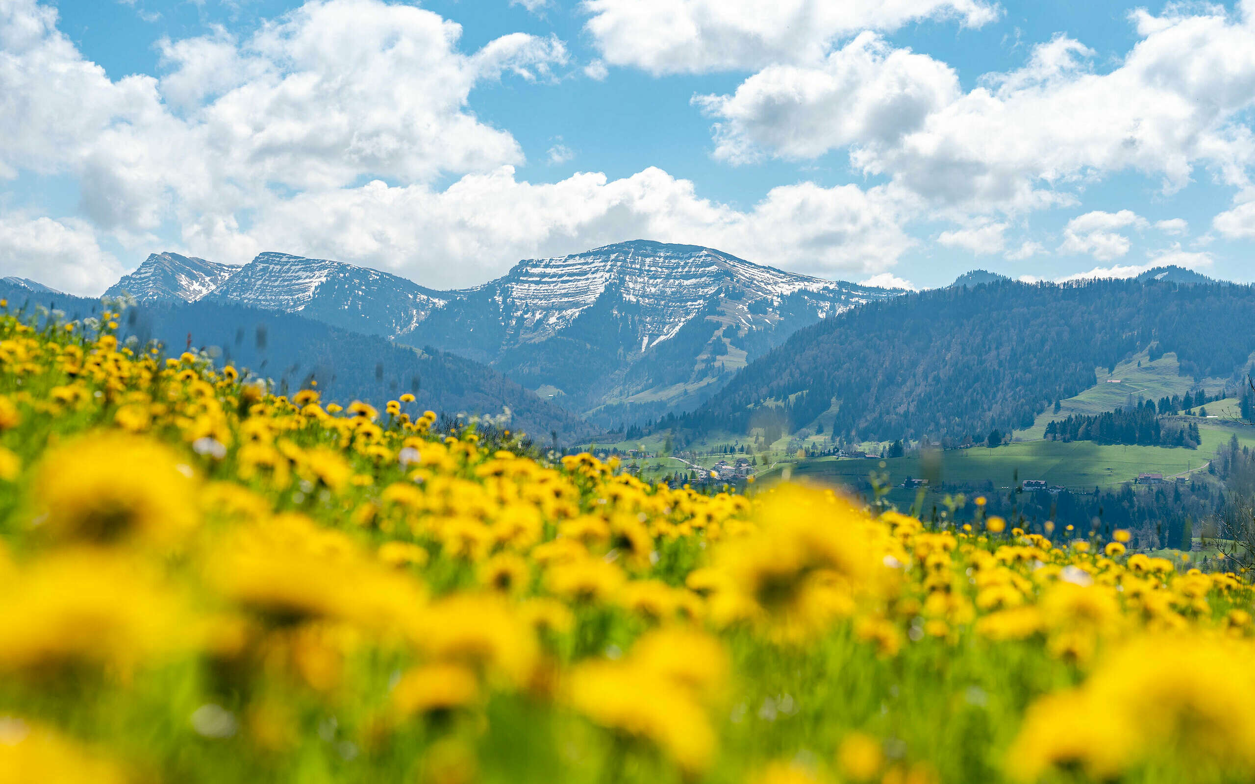 Natur und Berge im Allgäu mit dem Wanderprogramm von Oberstaufen erleben.