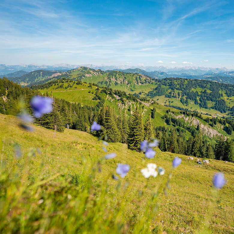 Bergblick bei strahlendem Sonnenschein aus der bunten Wiese im Allgäu