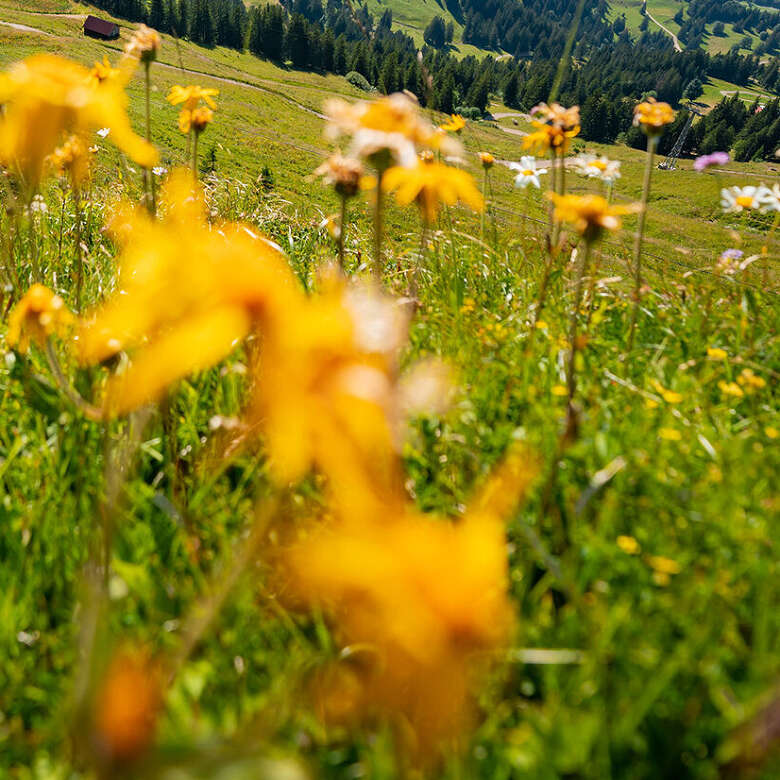 Alpenblüte mit Weitblick