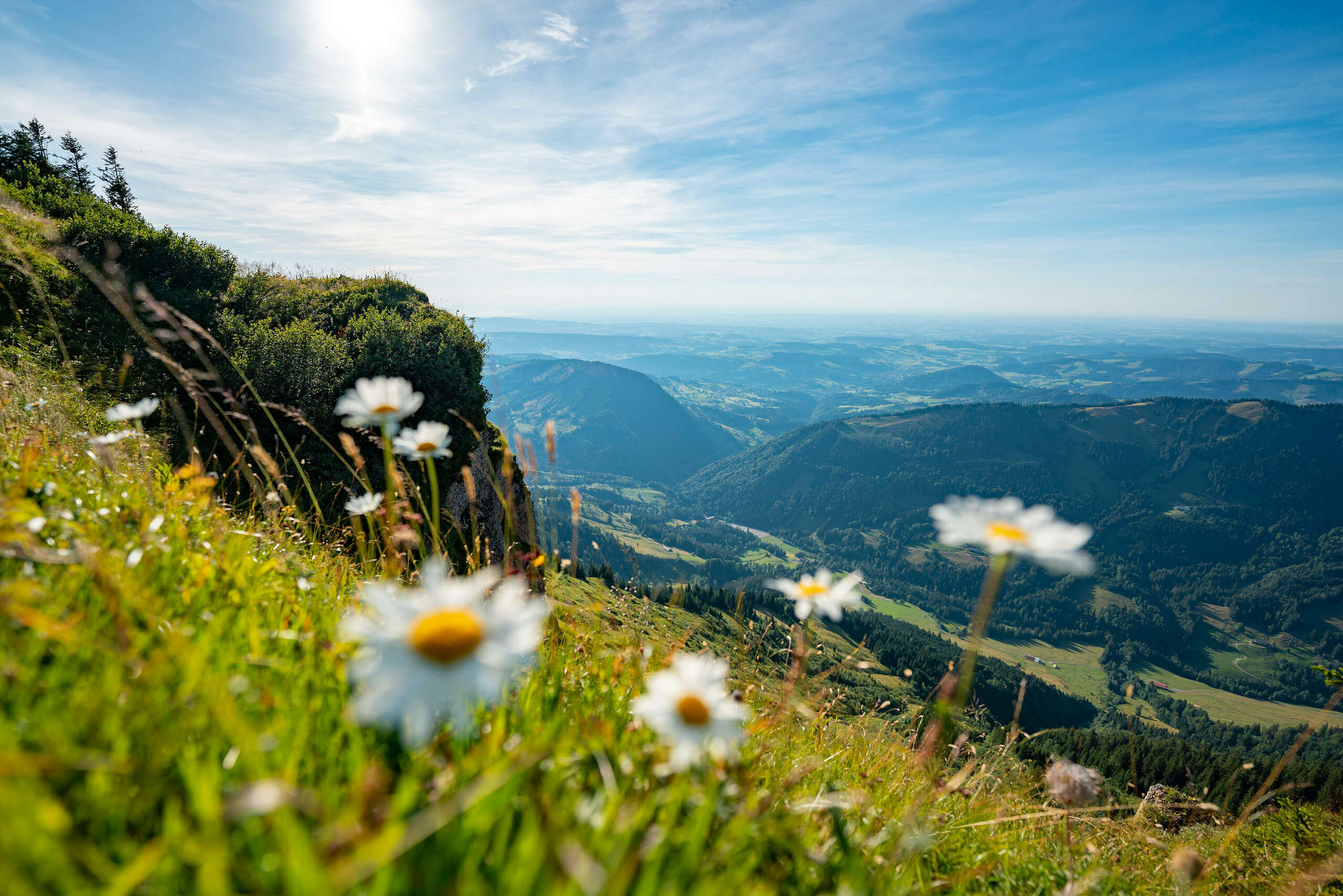 Blumen auf Hochgrat im Allgäu.