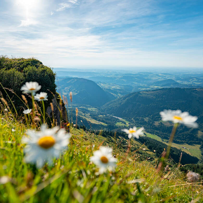 Grüne Wiesen mit Blumen und blauem Himmel in den Allgäuer Bergen