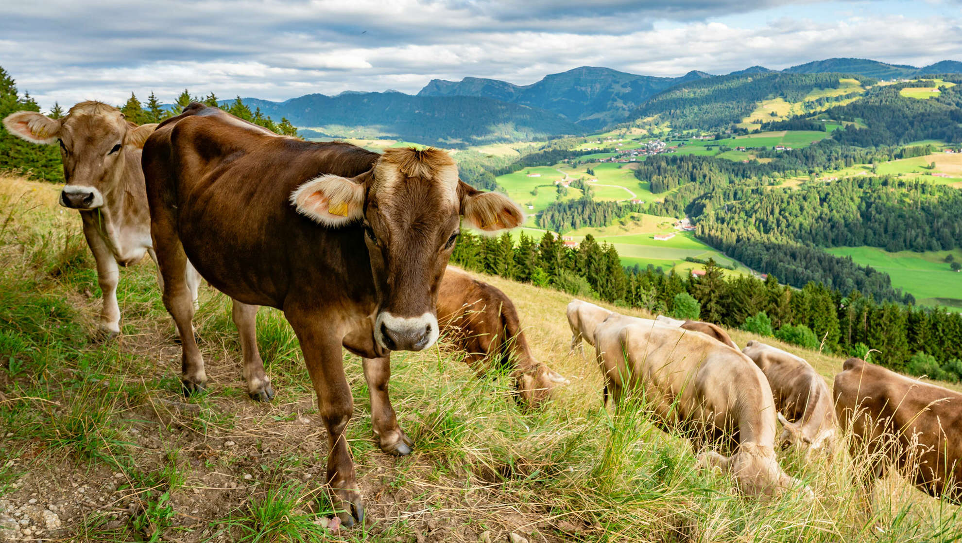 Kühe grasen auf grünen Wiesen vor dem Panorama der Berge. Die Natur auf dem Bauernhof im Allgäu hautnah erleben.