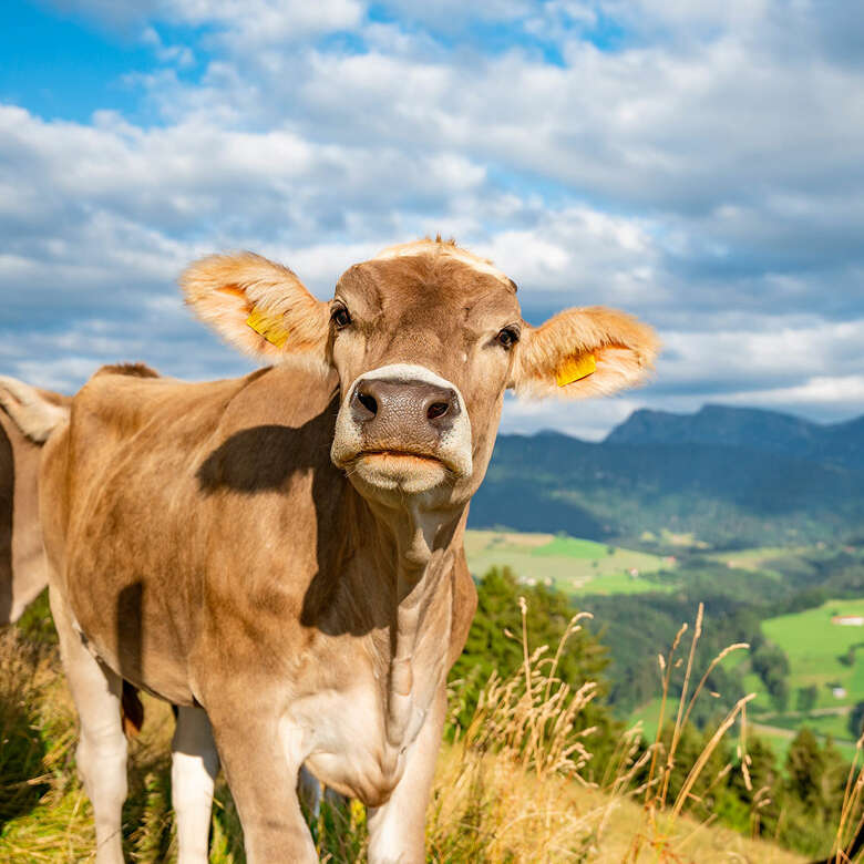 Eine Kuh schaut in die Kamera, im Hintergrund ist das Allgäu zusehen.