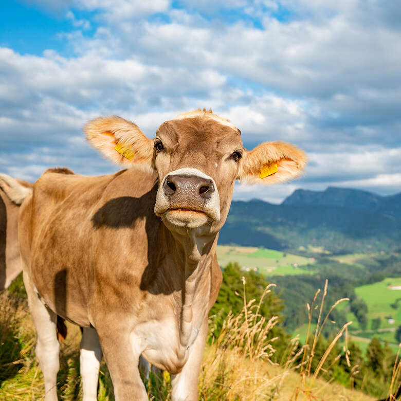 Das Braunvieh im Oberallgäu trägt zur generellen Wiedererkennung bei.