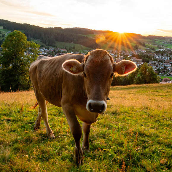 Oberstaufen steht für einzigartigen Urlaub im Allgäu.