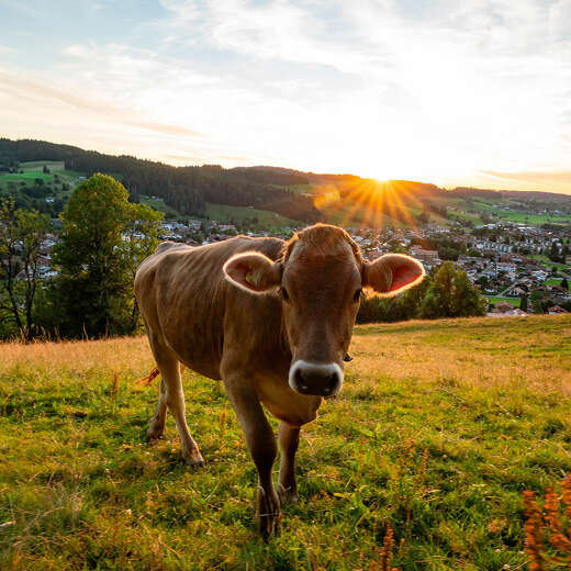 Gemütliche Hotels in allen Klassen in Oberstaufen