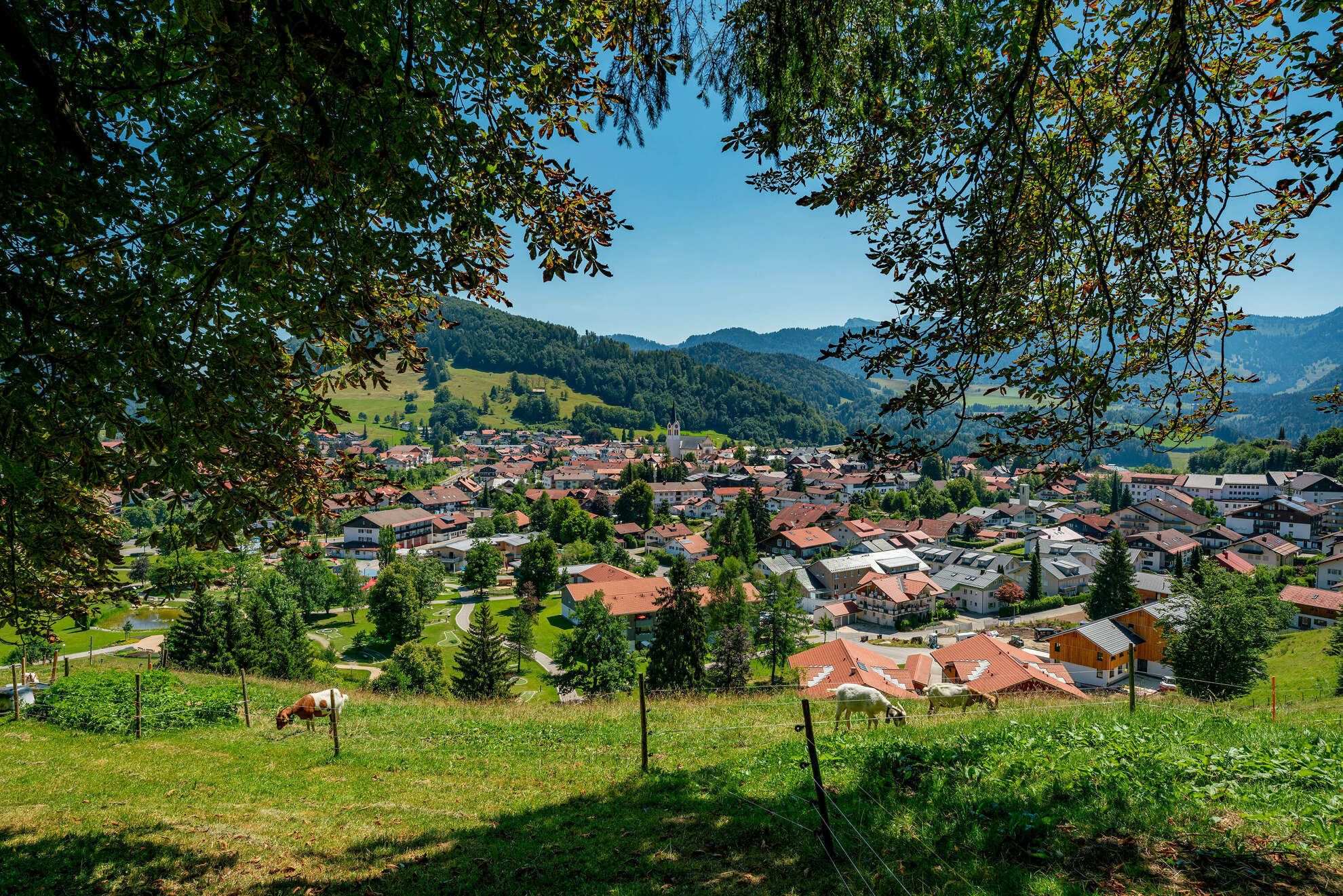 Ziegen grasen vor Oberstaufen, im Hintergrund ist der Naturpark Nagelfluhkette zu sehen.