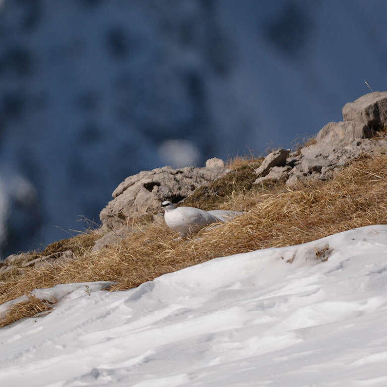 Ein Schneehuhn in weißem Federkleid im Naturpark Nagelfluhkette