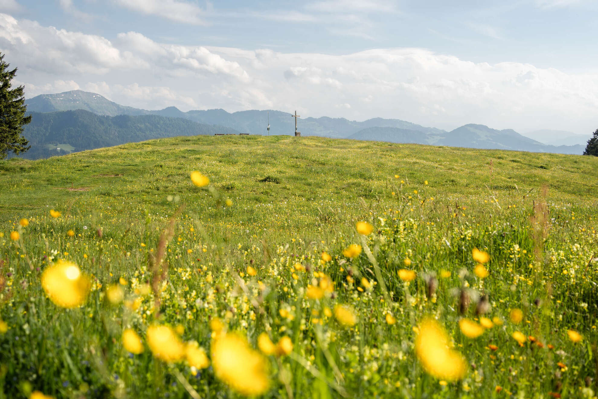 Frühjahrsblüte an der Salmaser Höhe Blühende Wiesen im Frühling an der Salmaser Höhe mit Panorama der Nagelfluhkette