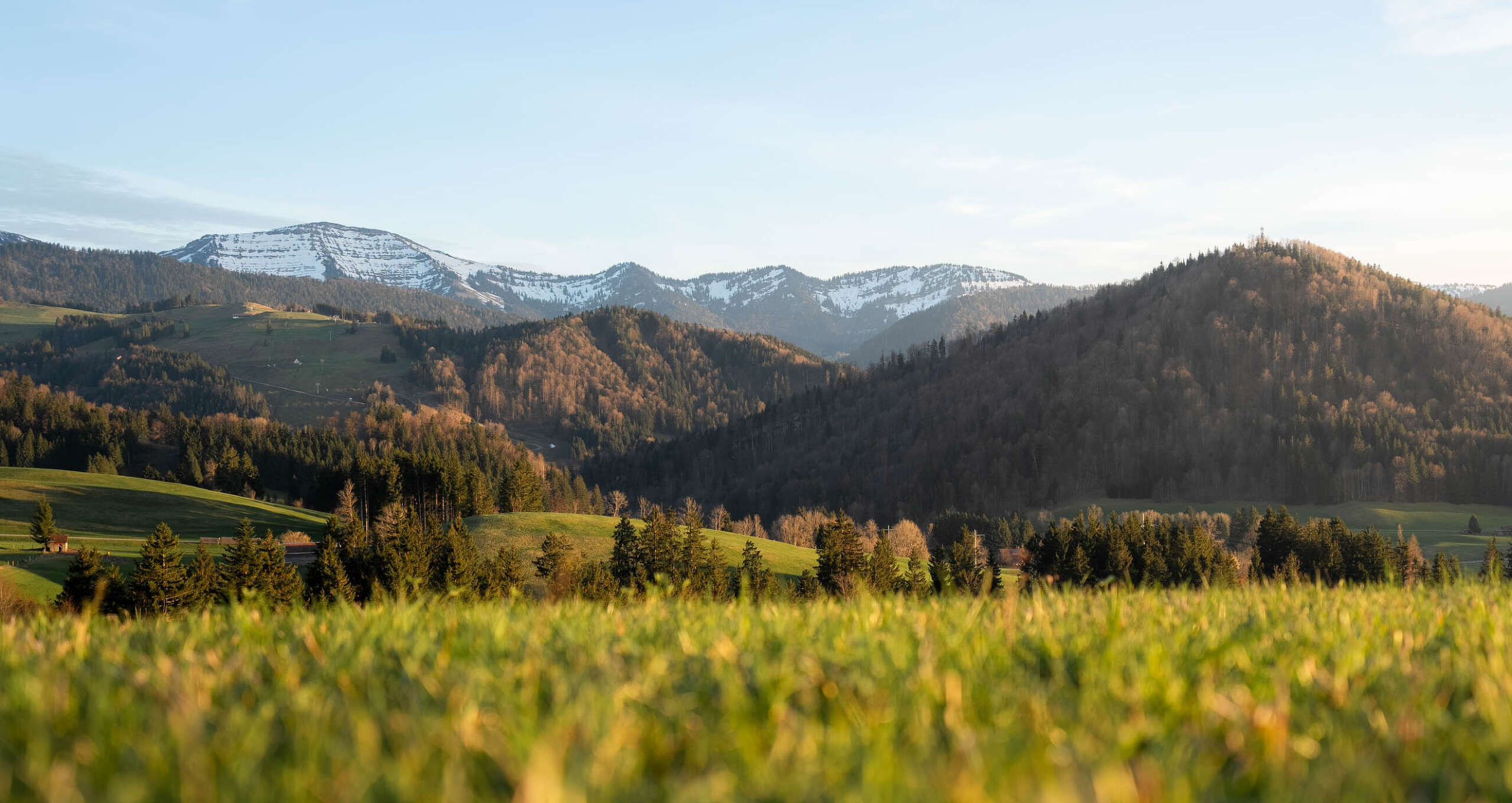 Hausberge Staufen und Hündle mit blühenden Frühlingswiesen mit dem schneebedeckten Hochgrat