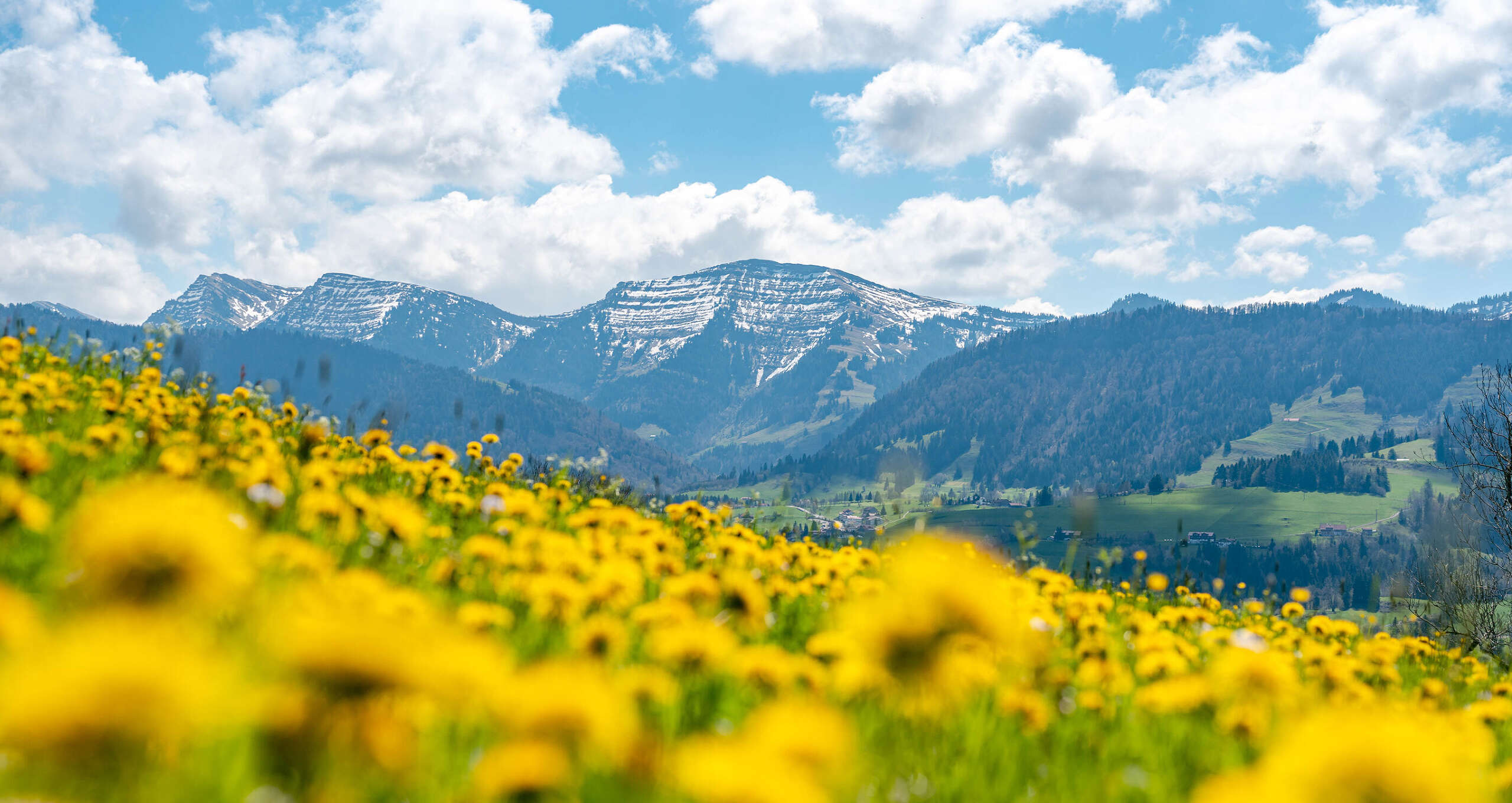 Löwenzahnblüte am Paradies mit Panoramablick zum Hochgrat