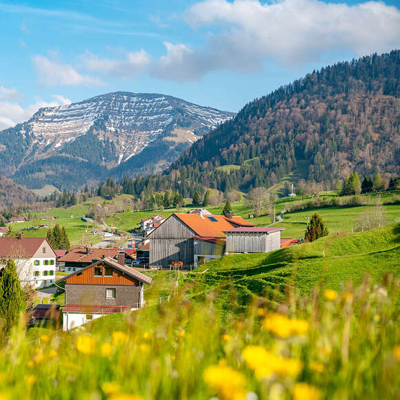 Blick über blühende Wiesen und Steibis zum Hochgrat