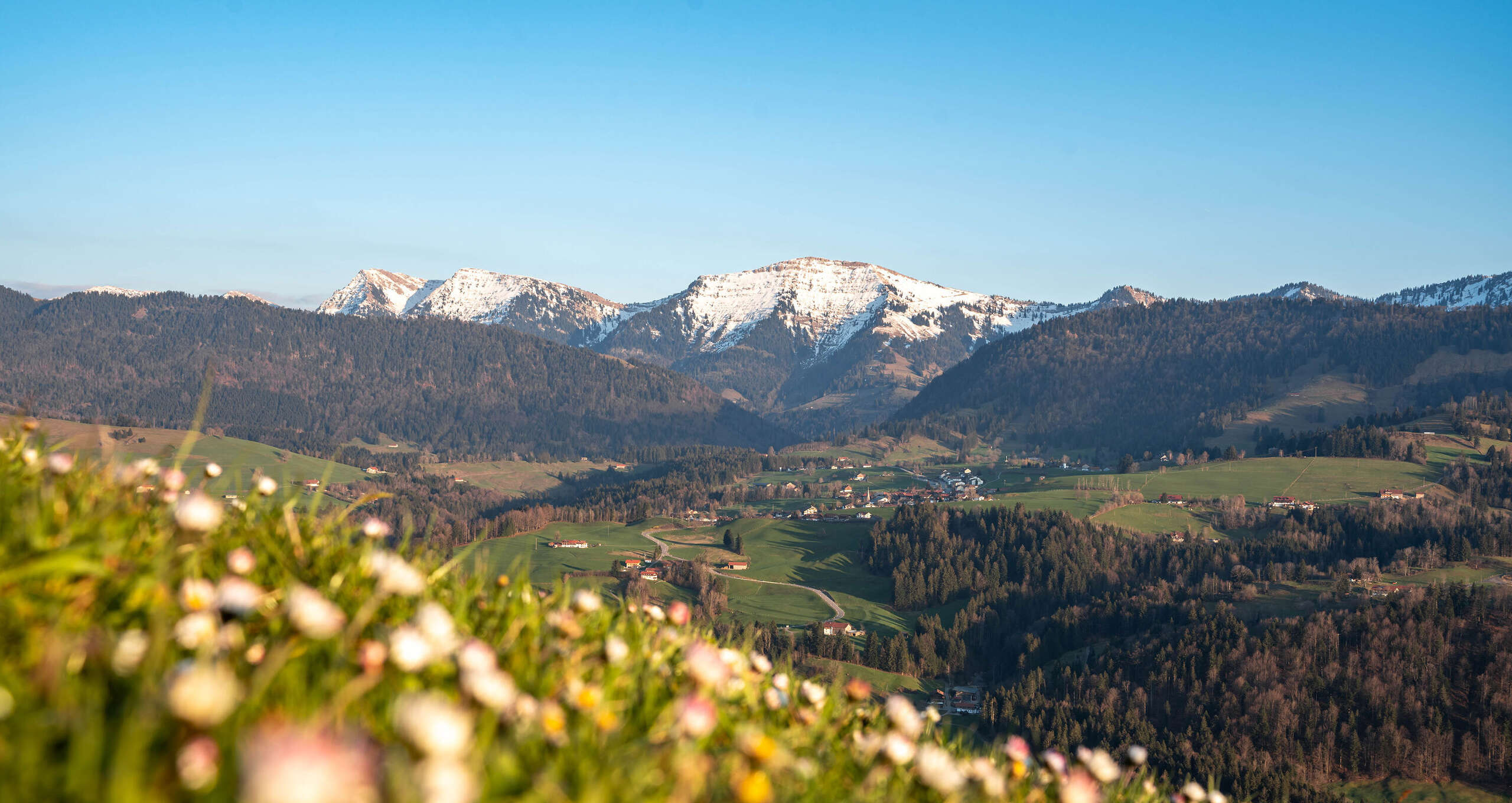 Hochgratblick vom Paradies Blühende Wiesen am Paradies mit dem verschneiten Hochgrat in Oberstaufen