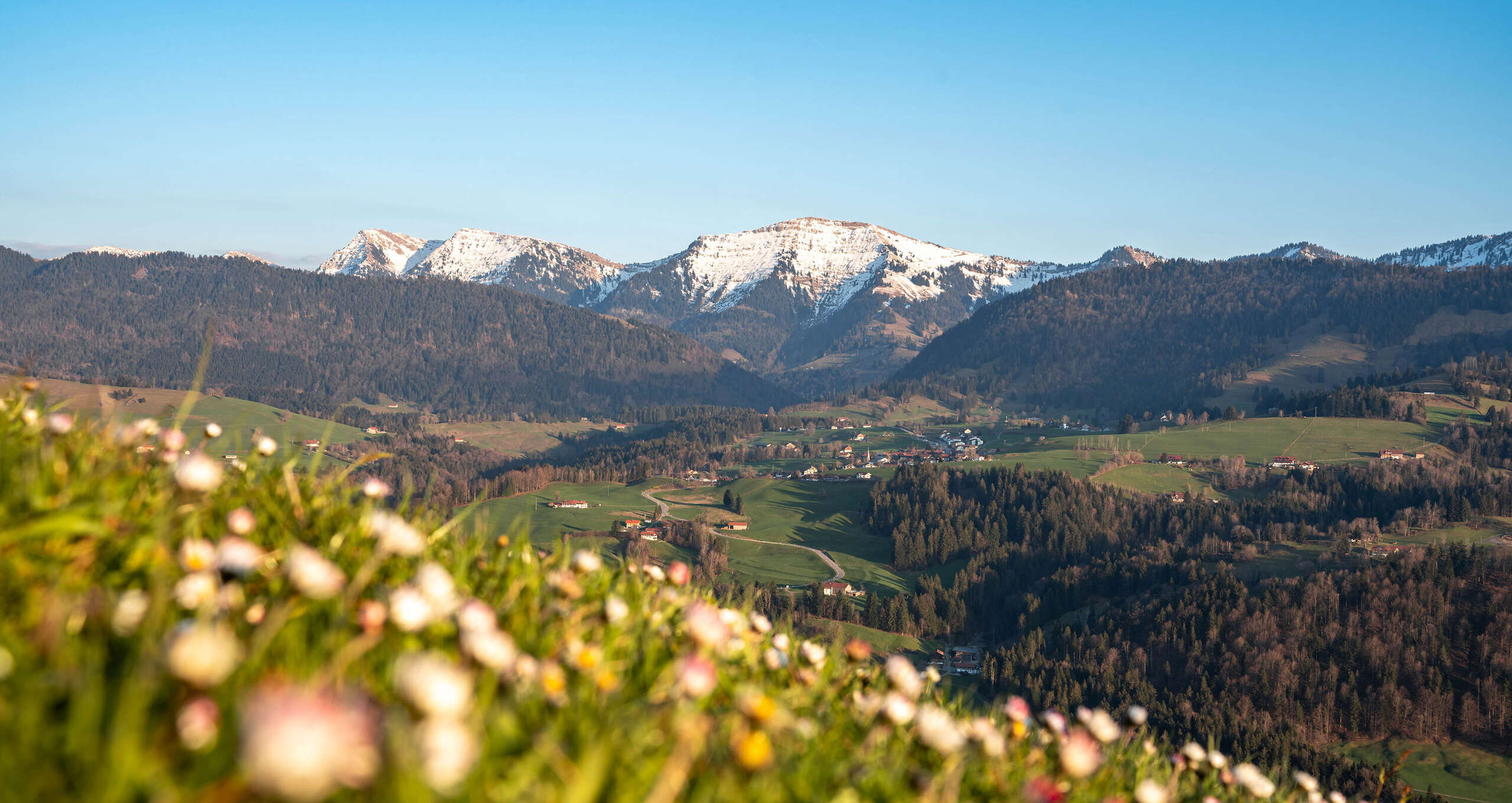 Blühende Wiesen am Paradies mit dem verschneiten Hochgrat in Oberstaufen