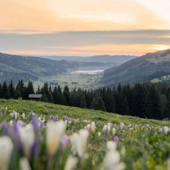 Krokusblüte am Hündle mit Panoramablick zum Großen Alpsee