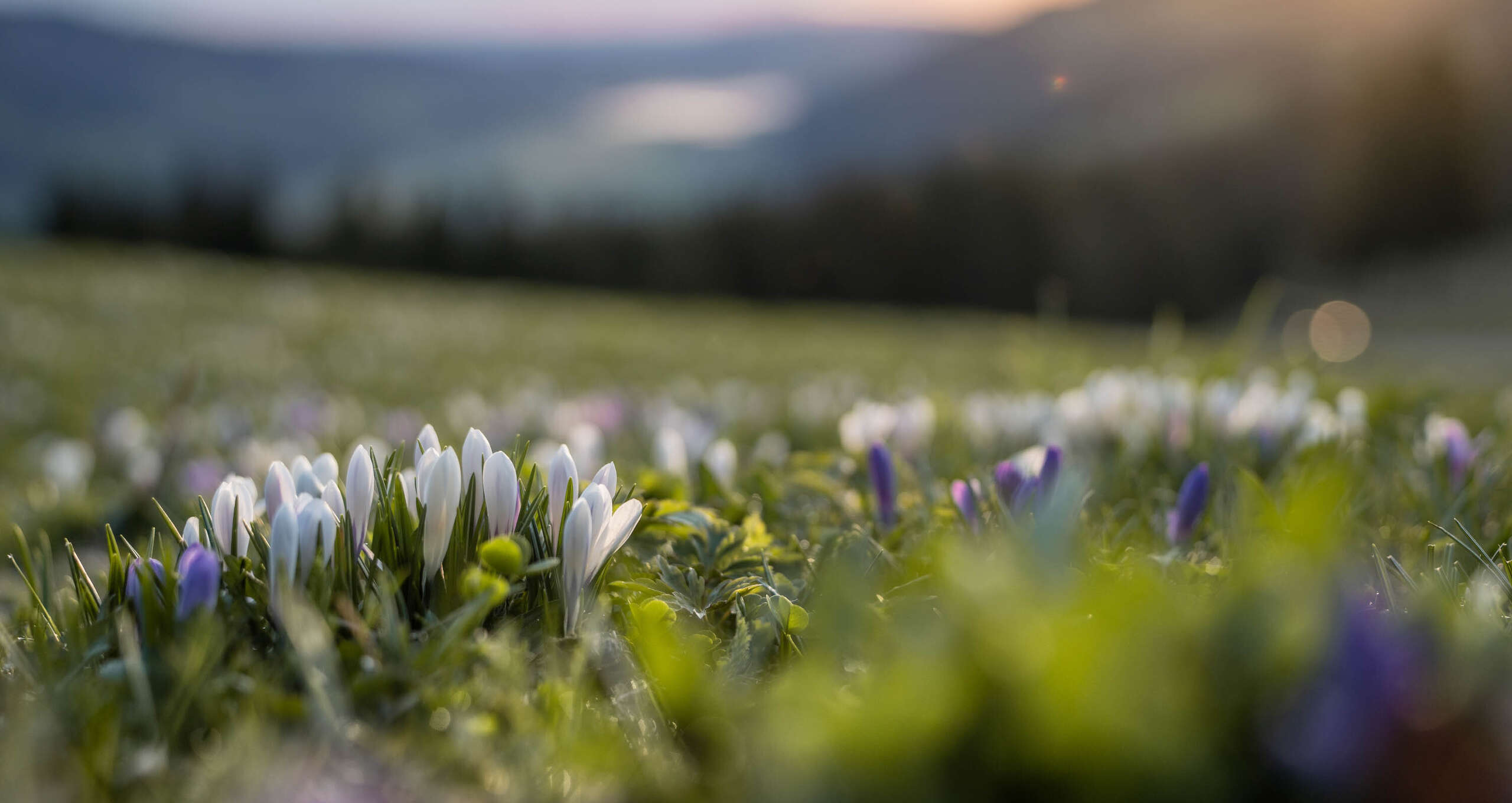 Krokusblüte auf den Bergwiesen am Hündle
