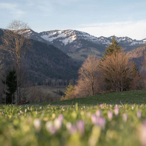 Krokuswiesen am Hündle mit verschneitem Bergpanorama im Frühling