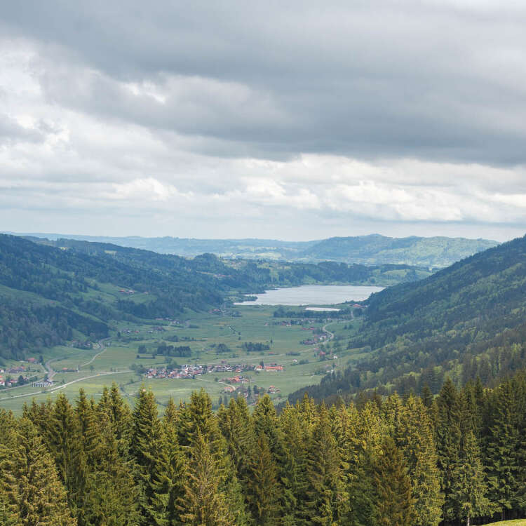 Wanderwege am Hündle zur Löwenzahnblüte mit Panorama von Thalkirchdorf bis zum Großen Alpsee