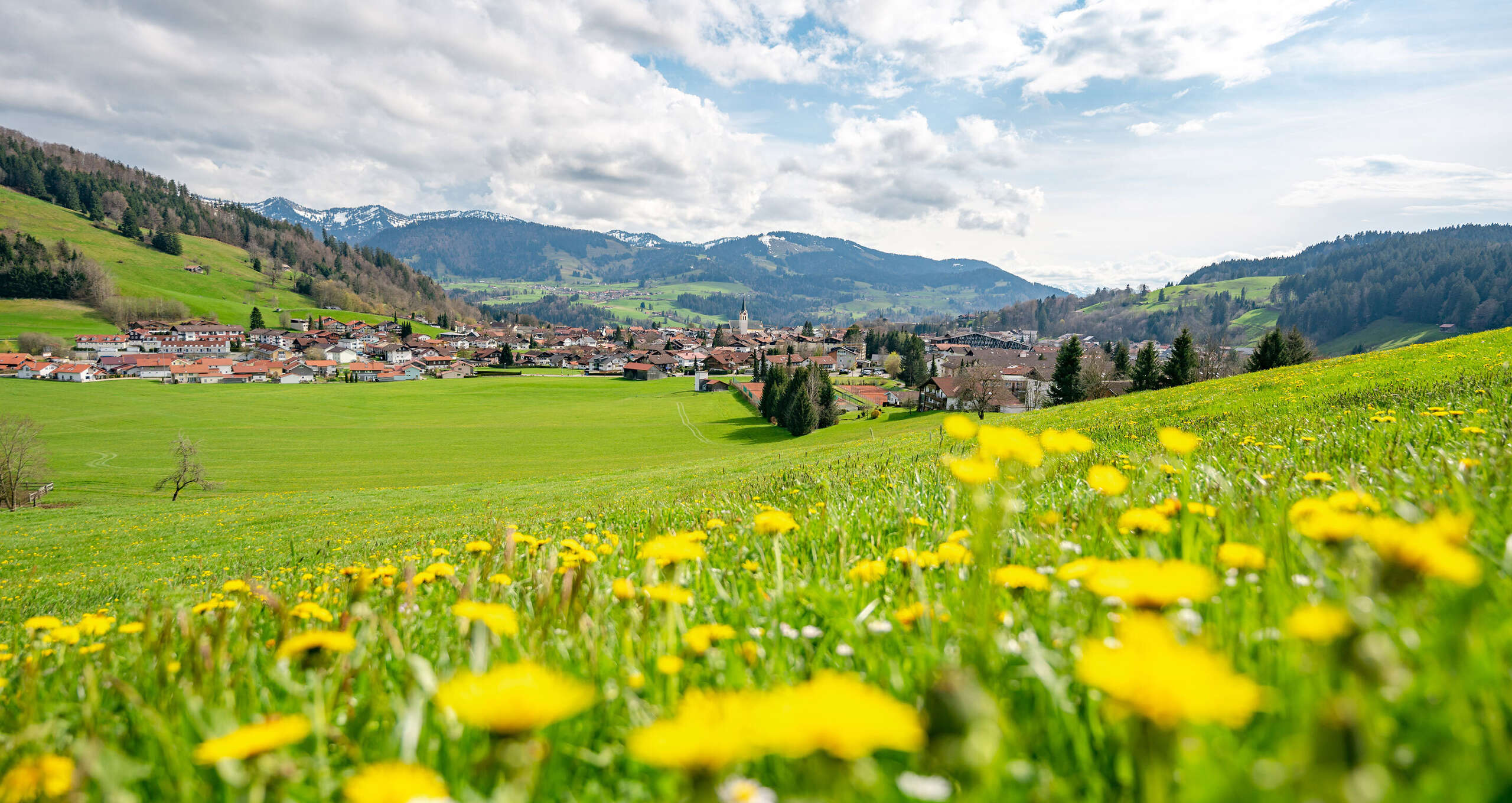 Löwenzahnblüte auf den Wiesen bei Oberstaufen mit Blick auf den Ort und die umliegenden Berge
