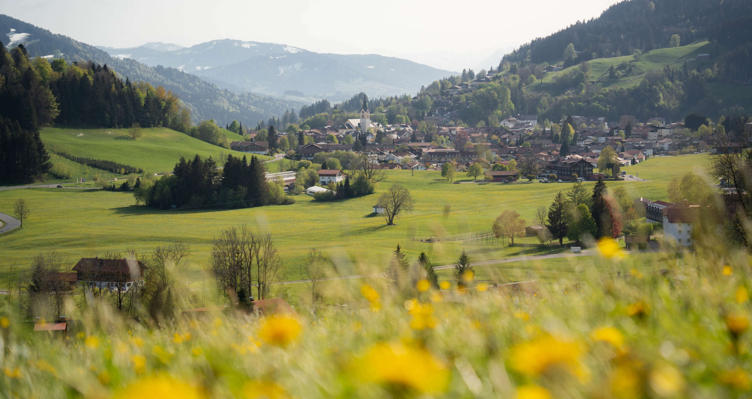Löwenzahnblüte auf den Wiesen rund um Oberstaufen mit Bergpanorama