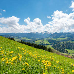 Löwenzahnblüte am Paradies mit Panoramablick zum Hochgrat