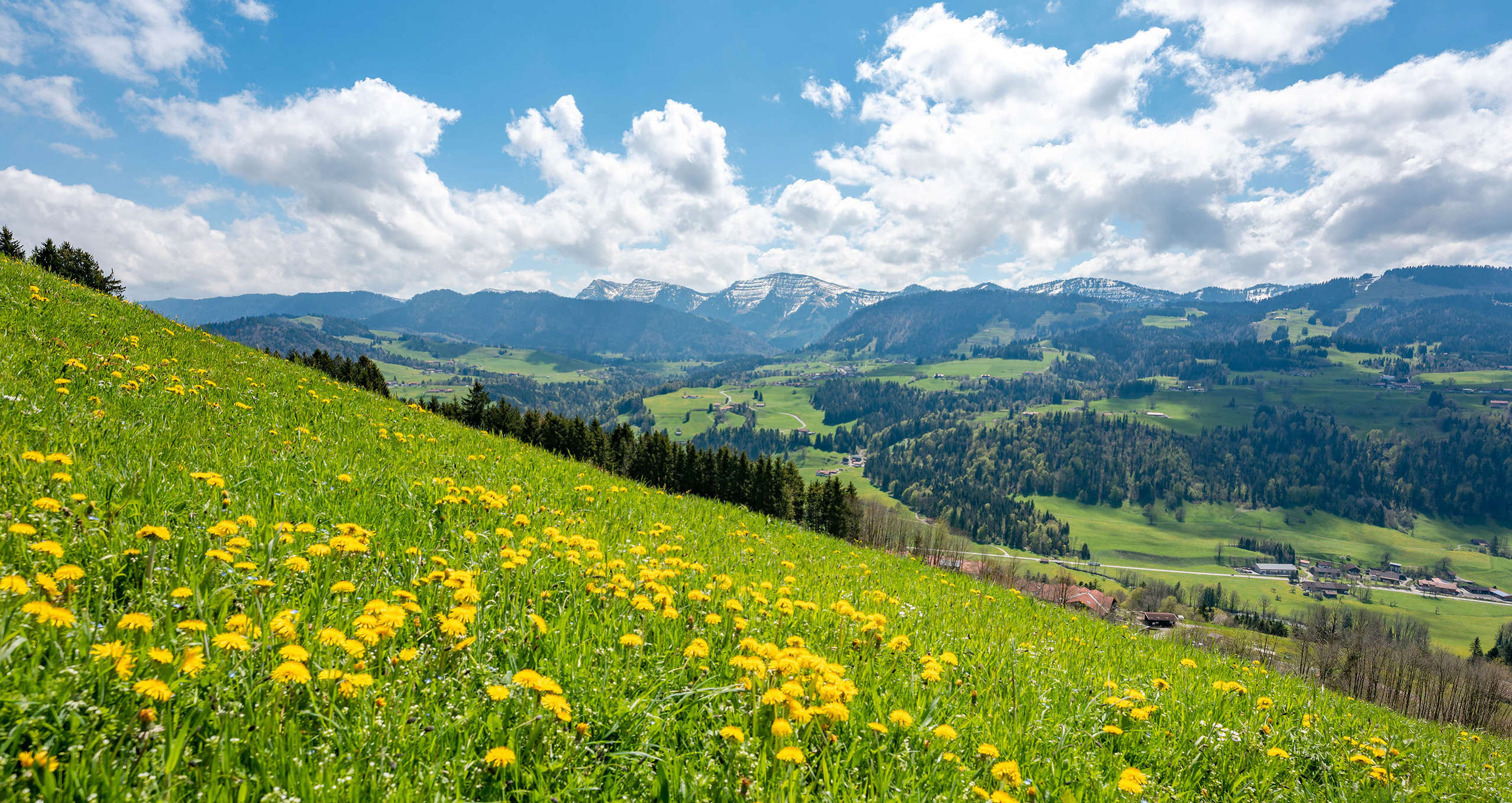 Löwenzahnblüte am Paradies mit Panoramablick zum Hochgrat