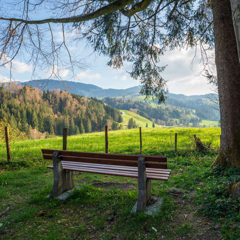 Bank im Rainwald bei Oberstaufen. Eine Rastbank im Rainwald bei Oberstaufen im Sommer