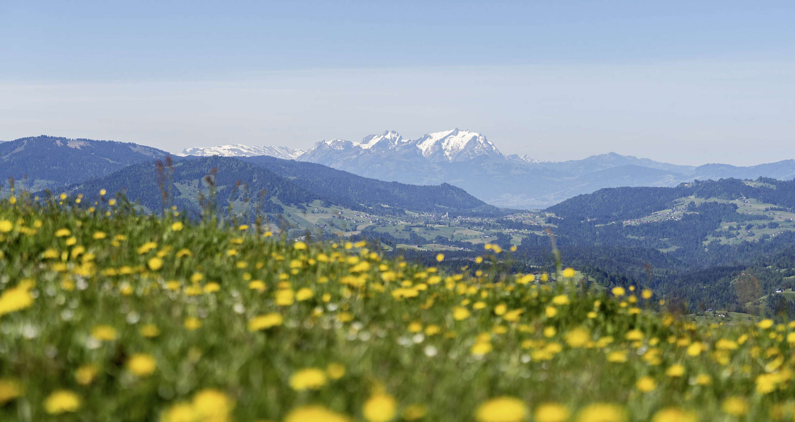 Panoramablick zum Säntis über Löwenzahnwiesen im Frühling