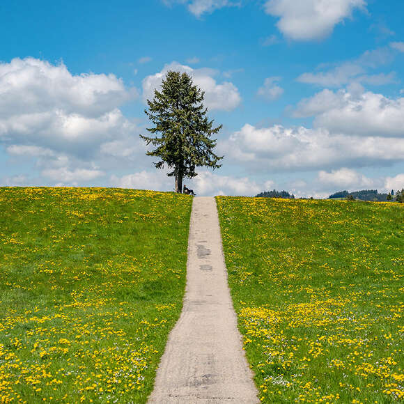 Wanderweg nach Oberstaufen in blühenden Löwenzahnwiesen