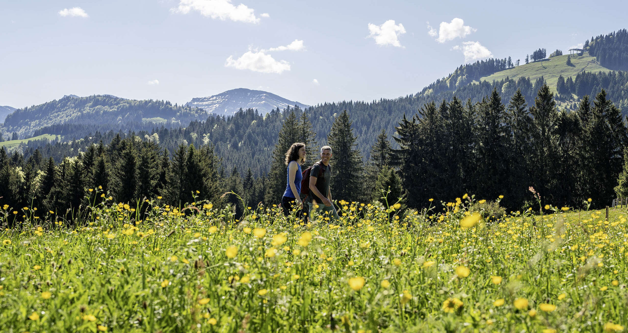 Wandern über blühende Löwenzahnwiesen im Frühling am Dreiländerblick bei Oberstaufen