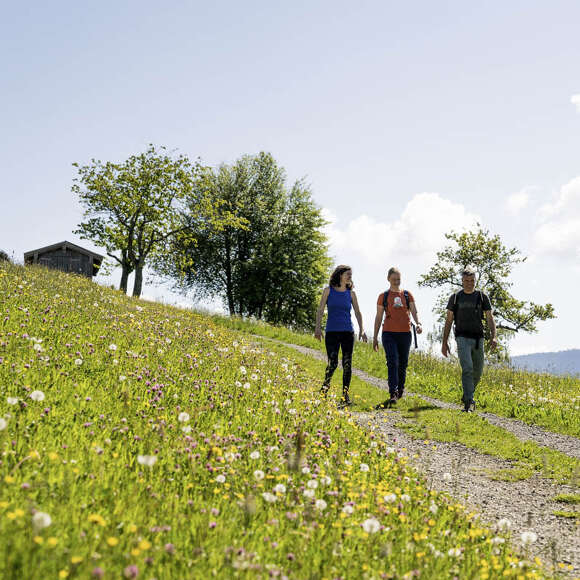 Wandern entlang blühender Wiesen im Frühling am Kapf