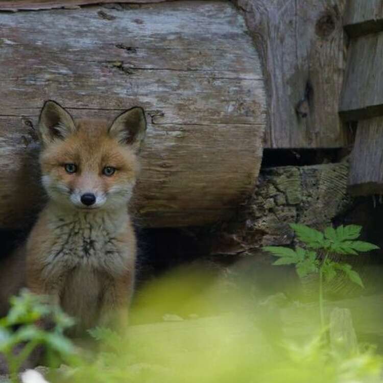 Junger Fuchs in der Natur.