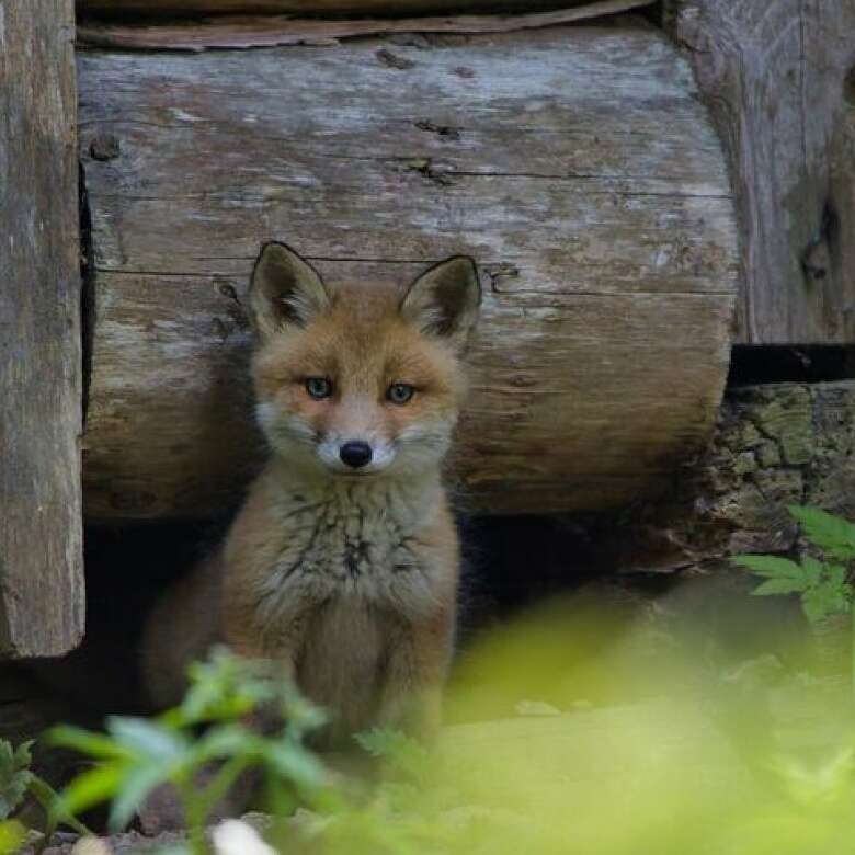 Kleiner Fuchs an einer Hütte.