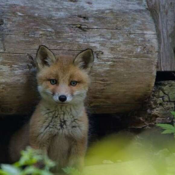 Ein Fuchs sitzt vor einem Baumstamm.