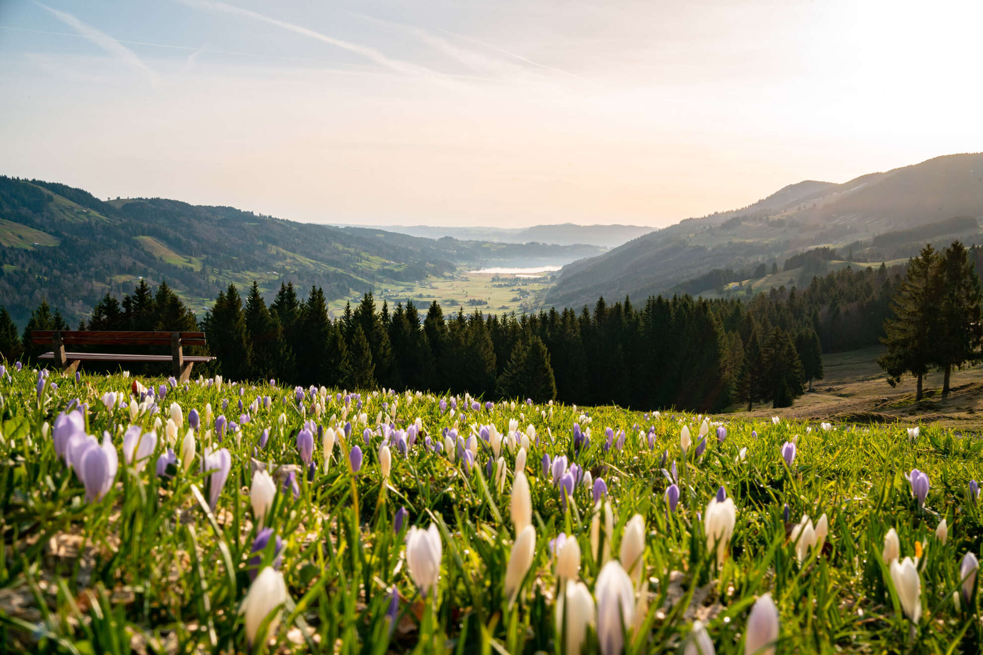 Die blau-weiße Blüttenmeer der Krokusse am Hündle, mit Blick auf den Alpsee bei Immenstadt.