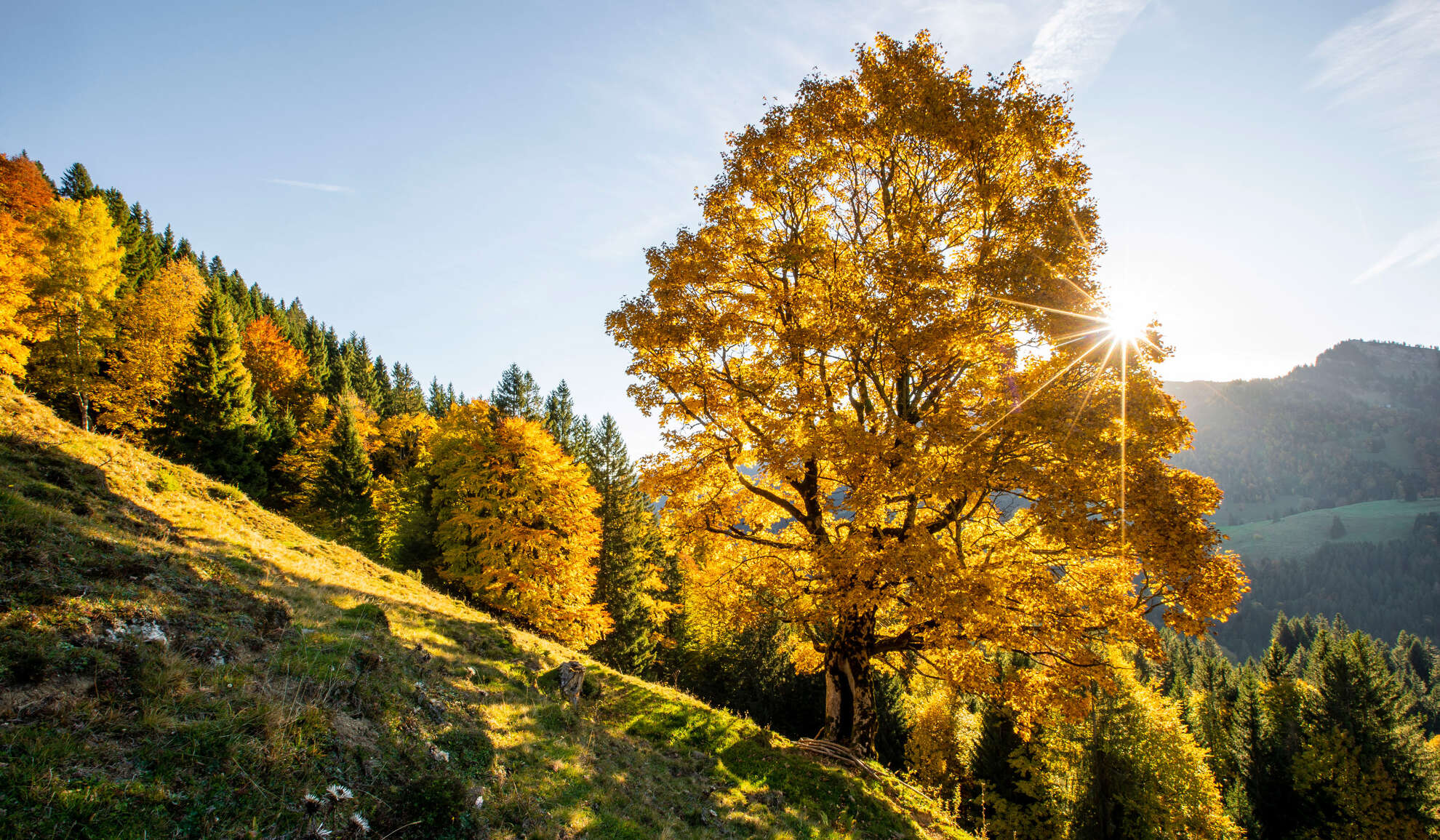 Wandere durch das goldene Blättermeer des Bergwaldes im Naturpark.