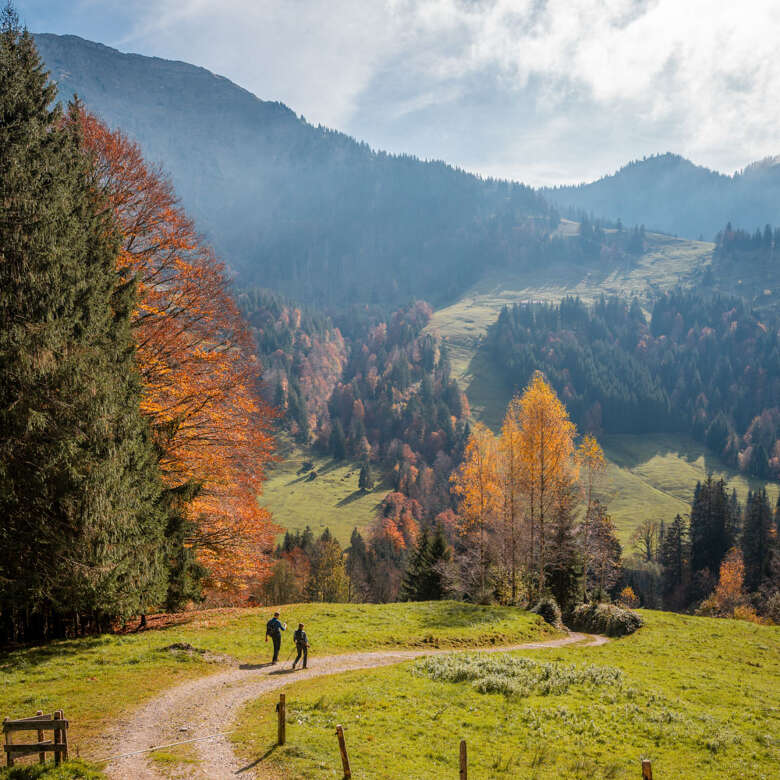 Herbstwandern bei der Nagelfluhkette Zwei Wanderer laufen in ein wunderschönes Thal der Nagelfluhkette mit goldenen Laubbäumen.