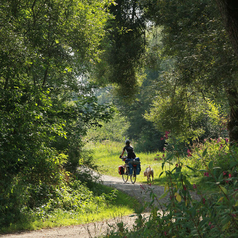 Erlebe das Allgäu bei einer gemütlichen Fahrradtour durch den Bergwald.