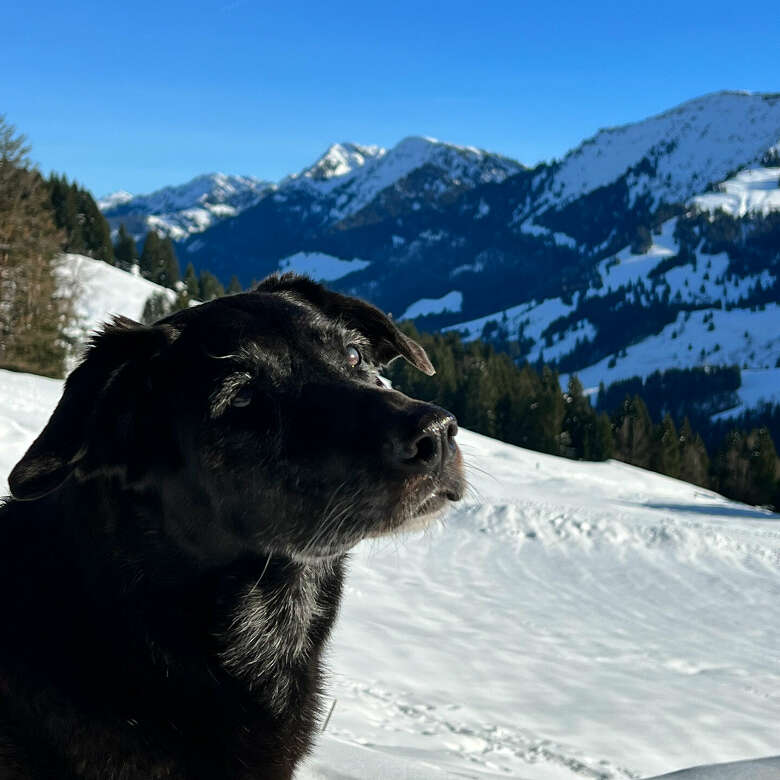 Genieße die winterliche Allgäuer Bergwelt mit deinem Hund.