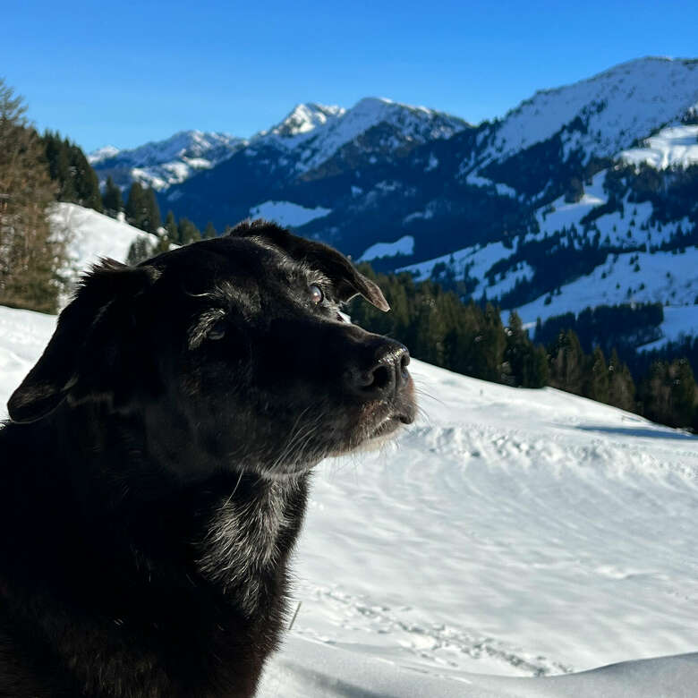 Mit dem Hund unterwegs im Allgäuer Winter rundum Oberstaufen
