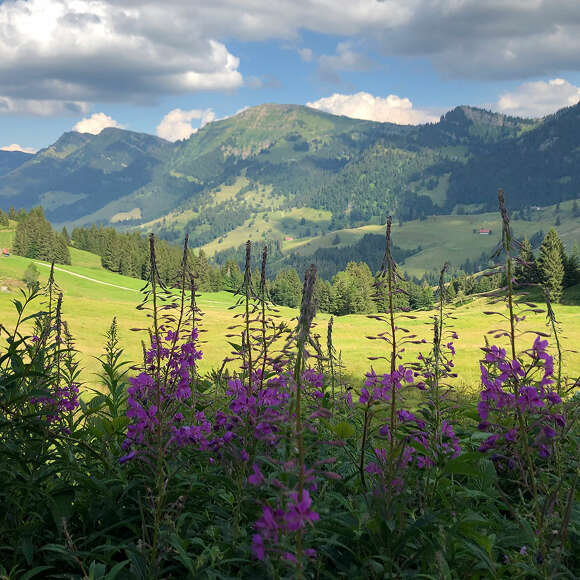 Allgäu Urlaub mit Hund und fantastischen Ausblicken zum Hochgrat auf der Imbergrund