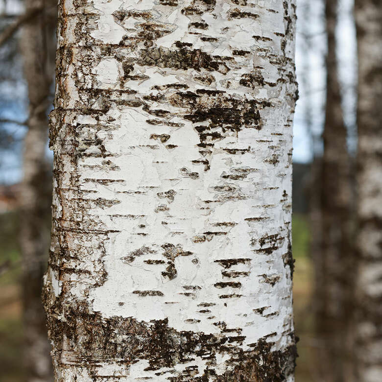 Die Moorbirke ist auch im Naturpark Nagelfluhkette im Allgäu vorzufinden.