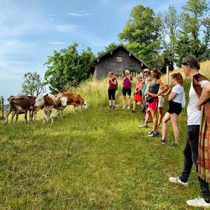 Auf der Wanderung am Staufen trifft man auf Kühe